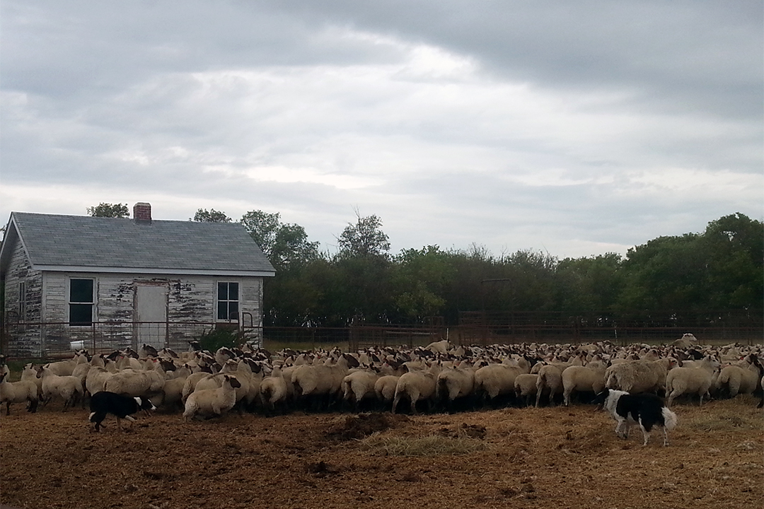 A pair of herding dogs bringing in one of the sheep flocks tested as part of the study. Photo by Mirjam Stigter. 
